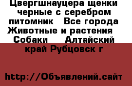 Цвергшнауцера щенки черные с серебром питомник - Все города Животные и растения » Собаки   . Алтайский край,Рубцовск г.